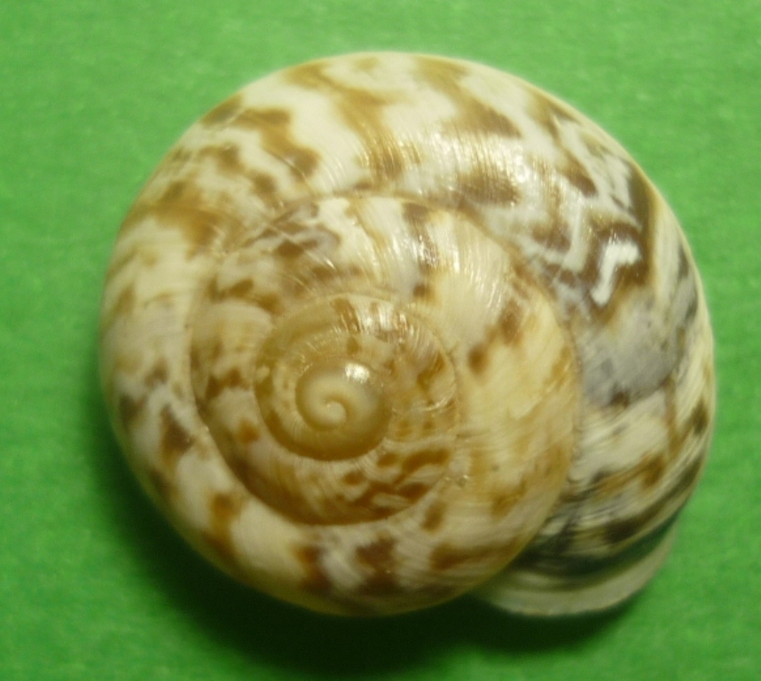 Marmorana muralis